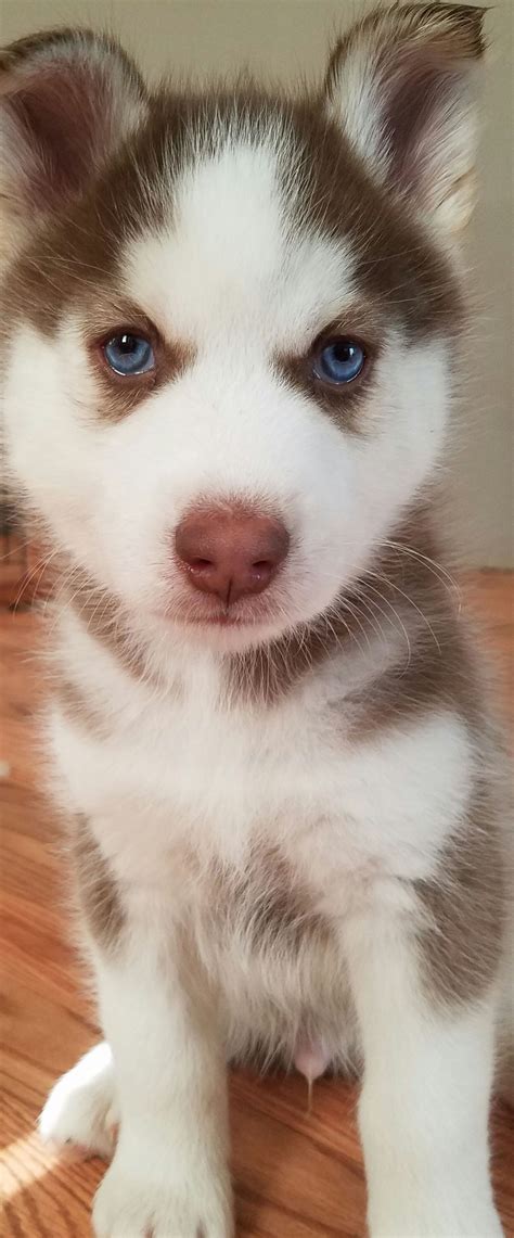 husky brown blue eyes|blue eyed siberian husky puppies.